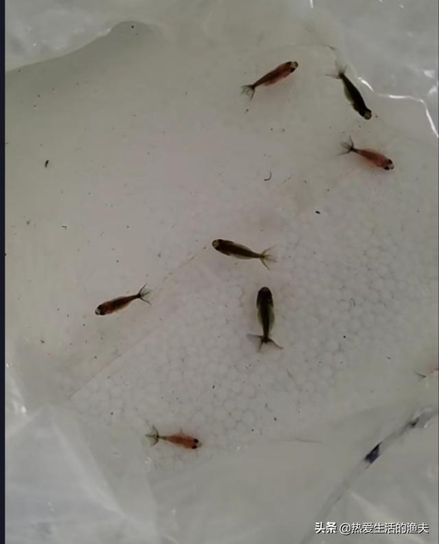 霓虹灯鱼几天喂一次:三到五厘米的小金鱼多少天喂一次？