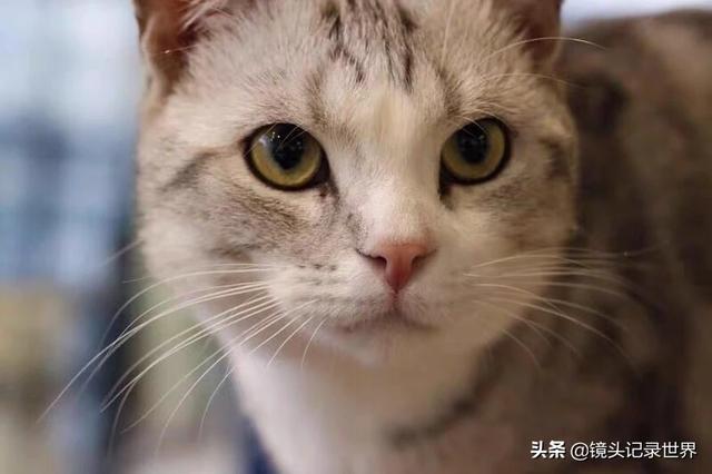 宠物图片:宠物图片大全可爱 如何拍摄展现飞禽走兽及家养宠物活泼可爱？