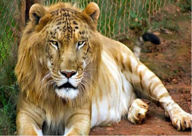 狮虎兽真的存在吗有什么依据