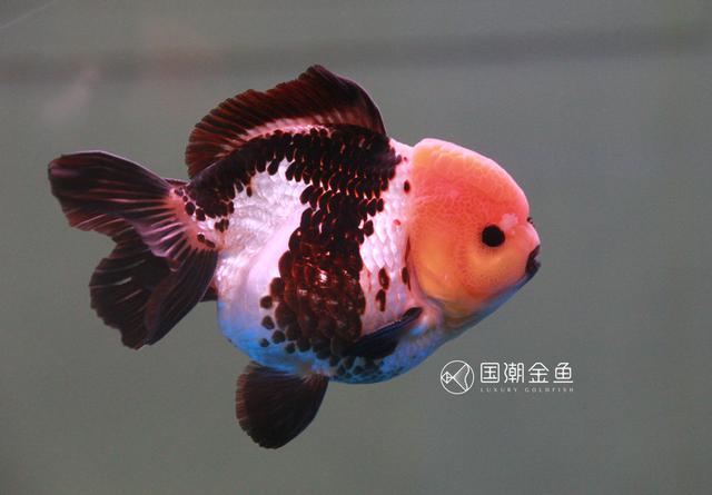 金鱼身上长白点怎么才能好:金鱼得了白点病怎么治疗？ 金鱼身上长白色小水泡怎么治