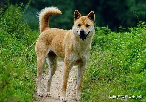 土狗图片:成都把中华田园犬列为22种禁养犬之一，你怎么看？ 土狗图片幼犬