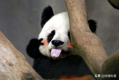 为什么大熊猫会变成国宝？