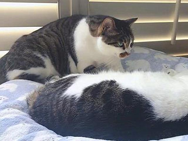 怎么确定猫认主人了 新闻:怎么确定猫认主人了新来家里三天 如何判断一只猫是对你真的有感情，还是只是为了混一口饭吃？