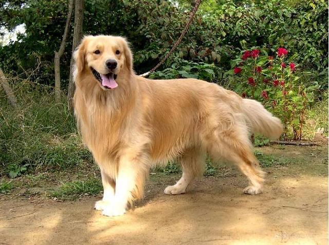 东莞金毛犬吧:想养金毛犬，但是金毛犬好养吗？