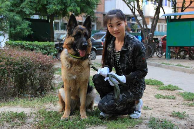 怎样饲养德国黑背:如何养好一只德国牧羊犬？