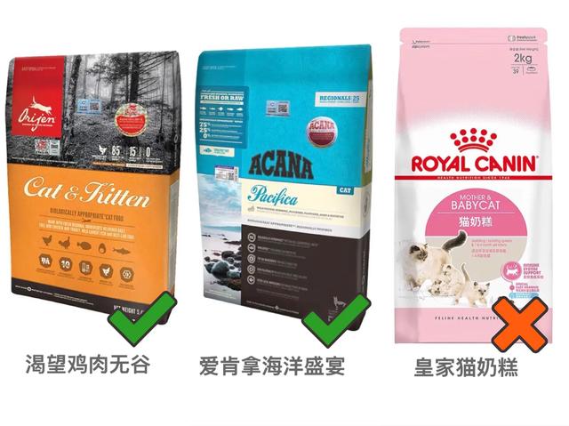 住楼房怎样养猫:怎么养猫？要准备什么东西？
