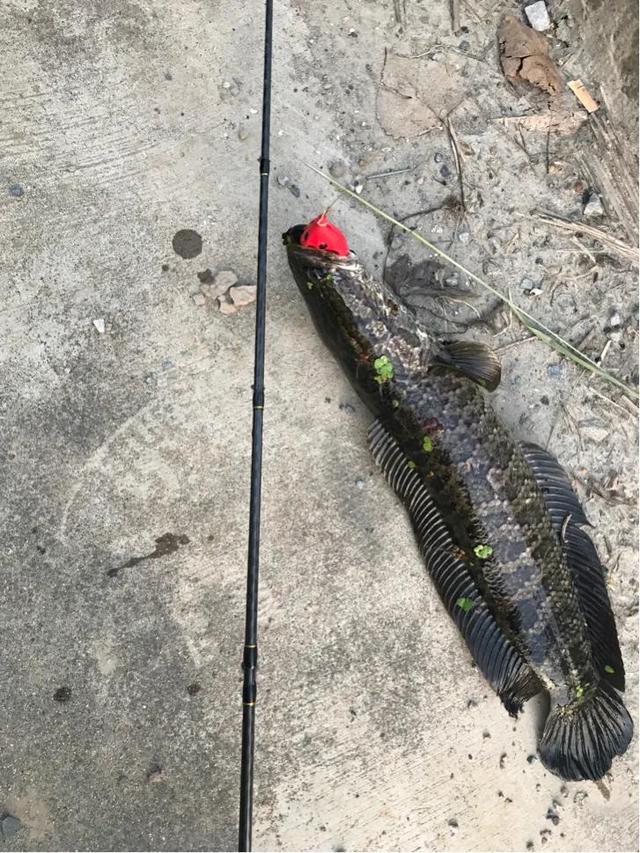 头条问答 - 什么天钓黑鱼最好?(26个回答)