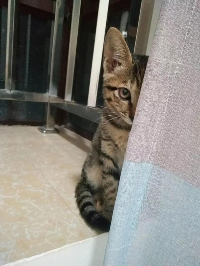 橘猫 花狸猫:同样是田园猫，为什么有人认为狸花猫比其他田园猫能打呢？
