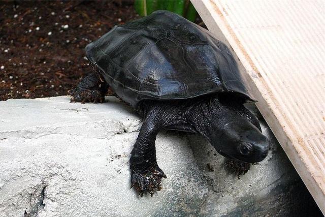 想养两只乌龟,入门级。需要注意什么？