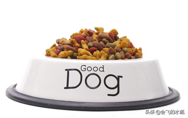 香槟色泰迪犬怎么养:宠物狗泰迪的饲养方法，两个月小泰迪怎么养？