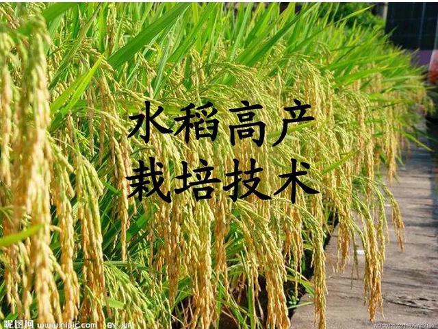 蝌蚪关键进化时期如何管理，水稻成熟期应该如何管理能保障优质高产