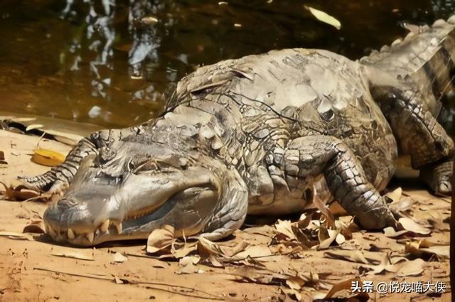 為什麼鱷魚不吃牙籤鳥?-圖7