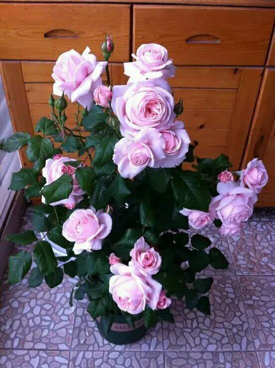 最香的几款月季品种是什么？插图139