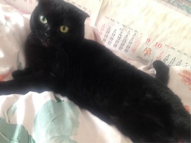 有哪些可爱漂亮又好养的猫咪？