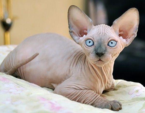 短腿猫的基因缺陷:蓝猫短腿为什么比长腿贵？