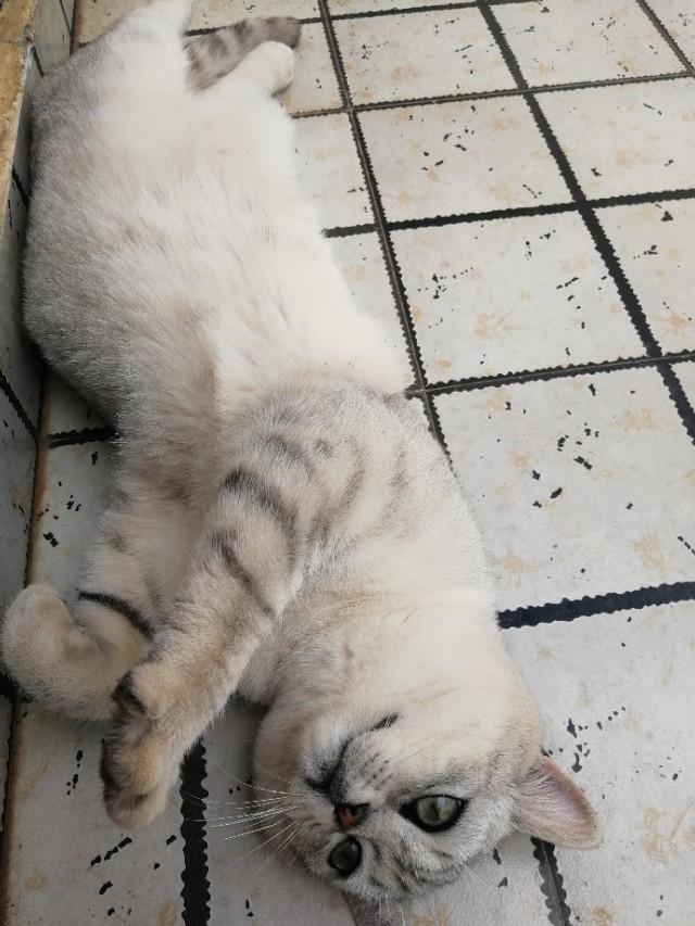 猫泛白细胞减少症传染:猫泛白细胞减少症传染人吗 家里只养一只猫会得猫瘟吗？