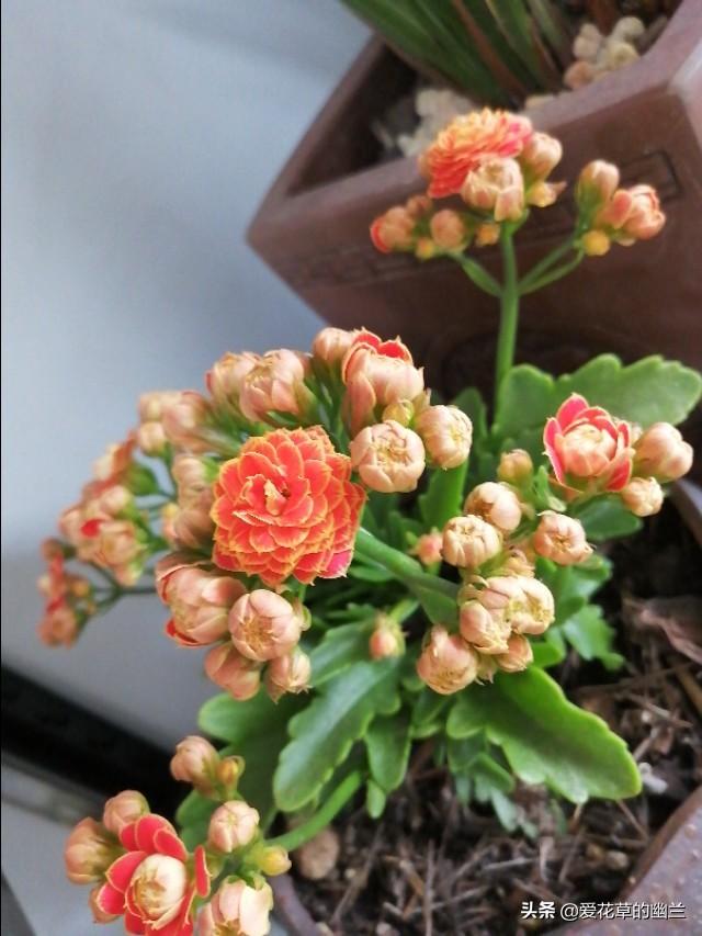假昙花和蟹爪兰哪个好养:家养的花里，哪些花最好养？