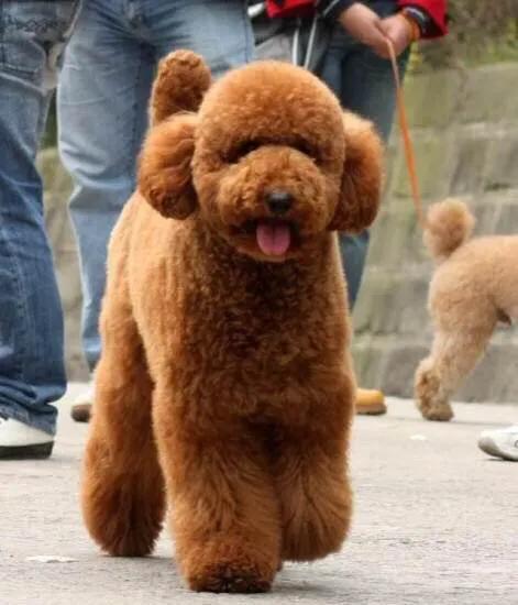 成年的泰迪狗狗经常发抖怎么回事