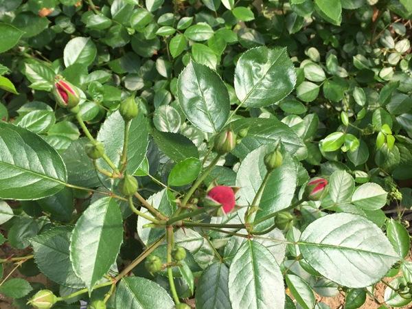 百度宝石花图片:红色龙沙宝石月季单花能开几天？
