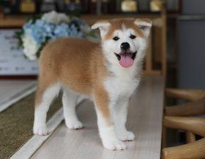 杜皮狗里狼:狗真的是由人类祖先从狼驯化而来的吗？有哪些依据？