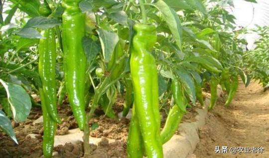 衢州枝群油脂有限公司:怎样种植花椒？应该注意什么？