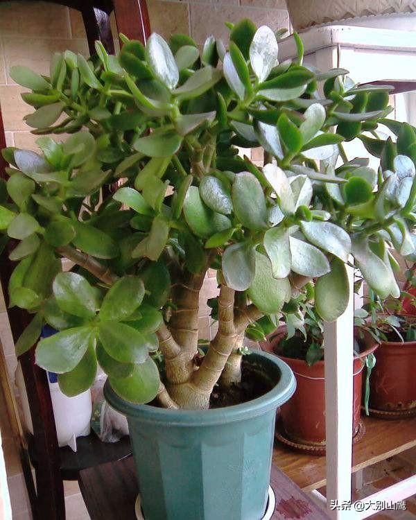 百日草种子:百日草不能重茬，当年是否可以？隔一年是否可以？