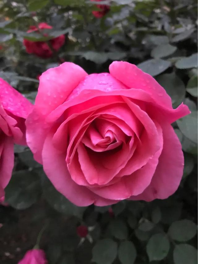 最香的几款月季品种是什么？插图27