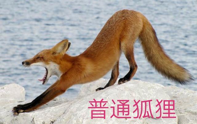 到底有没有九尾狐，九尾狐是瑞兽吗为什么《山海经》里面说九尾狐是瑞兽