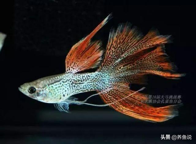 孔雀鱼寿命,孔雀鱼为何死得如此之快？