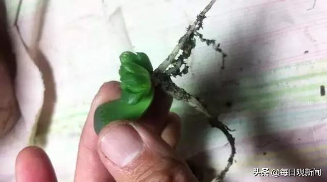 条纹十二卷变黑:多肉十二卷怎样割叶片繁殖？