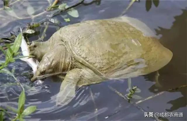 黄河里有乌龟吗，为什么现在农村田野里野生鳖龟越来越少都跑到哪里去了