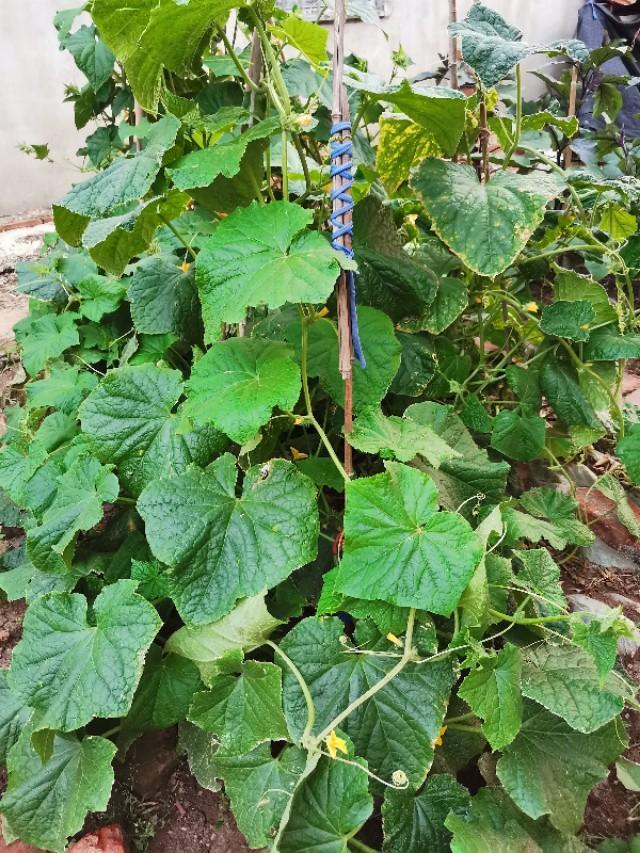 什么植物防阳台耐热耐晒，顶楼阳台种什么遮阳植物好