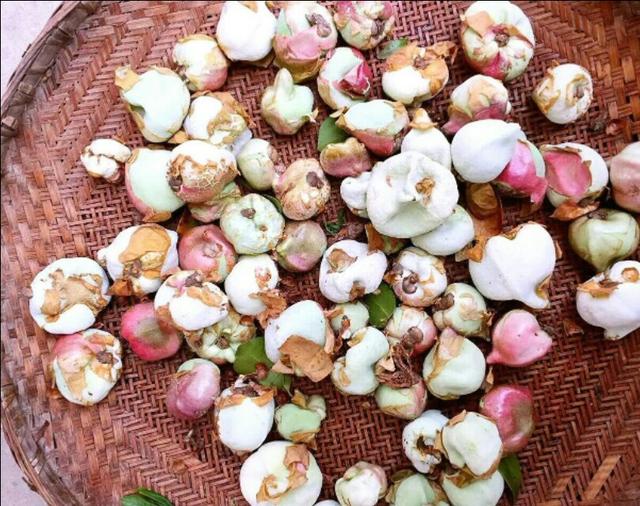 茶晶石的功效与作用,农村茶树上的茶桃有什么用，可以吃吗？