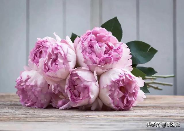 欧洲月季花品种介绍:月季花品种介绍大全 为什么有的花友，夏季就把月季养成光杆了？