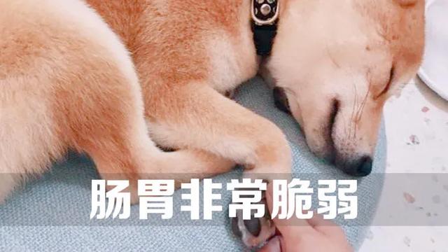 豆柴犬好养吗:网红狗“柴犬”好不好养？