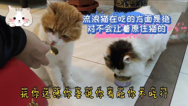 戴更基说不溜猫:养猫，容易掉毛，有什么更好的办法，清理猫毛吗？