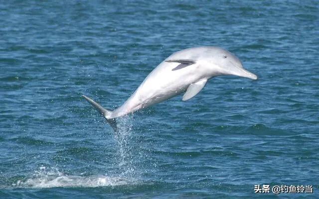 1428头海豚被赶入法罗群岛遭捕杀，广西梧州鸳江大桥附近水域惊现白海豚，是什么原因