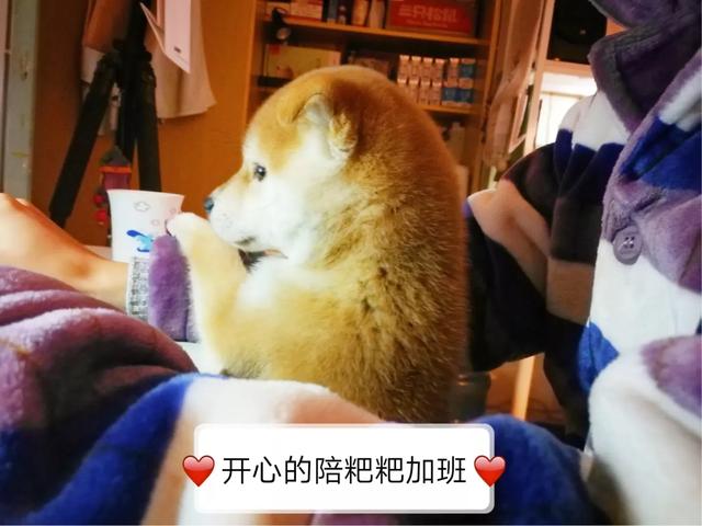 cku哈士奇犬舍:如何正确饲养柴犬？养柴犬需要注意一些什么地方？ cku哈士奇犬舍排名