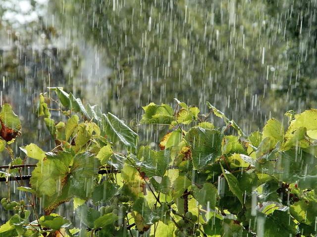 瓢潑大雨和傾盆大雨哪個更大