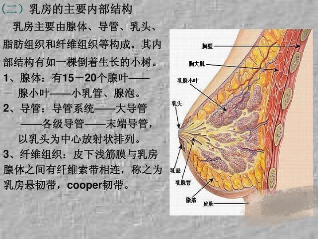 乳腺癌有什么症状表现,乳腺癌有几种类型？哪种最严重？