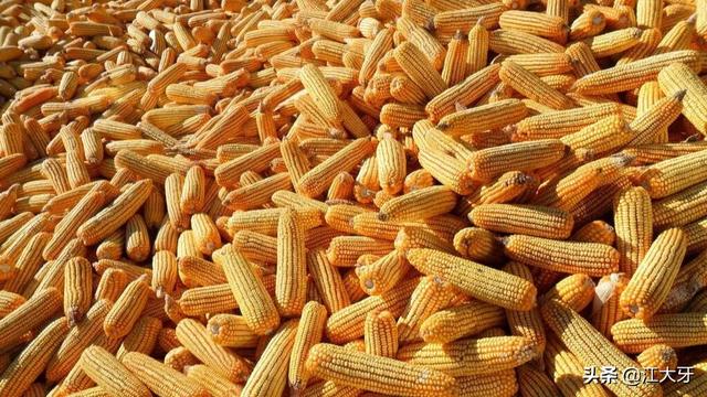 春天农庄akc:什么植物做篱笆好，并且长得快？ 春天农庄的作文