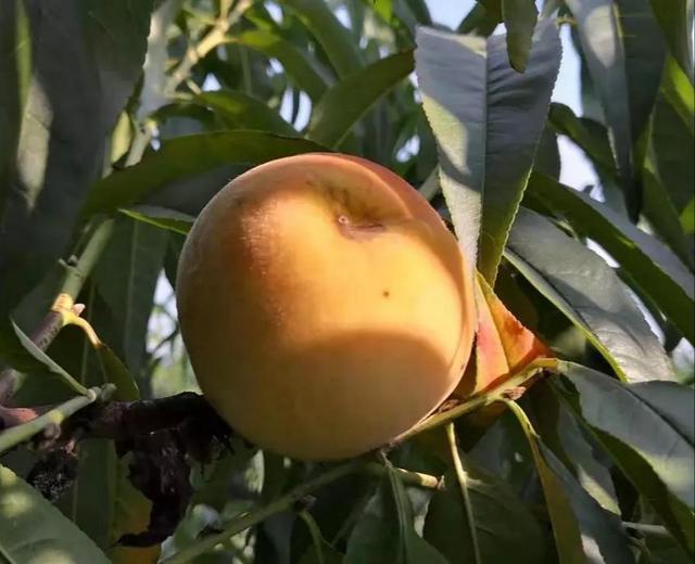 (普济的回答,0赞)