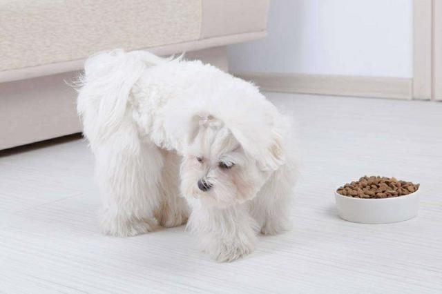 狗狗佝偻病症状:为什么泰迪缺钙总是趴着不动？