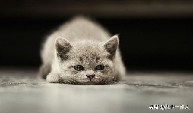 来养一只电子宠物猫:狸花猫可以当成宠物养吗？