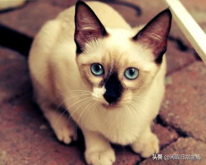 宠物小猫咪的品种:什么猫长不大又美又喜欢跟人互动？