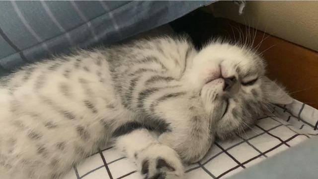 怎么确定猫认主人了?:猫咪睡觉有哪些动作说明已经认主了？