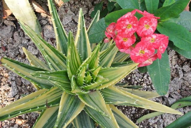 多肉植物种类作文:有哪些多肉品种值得推荐？