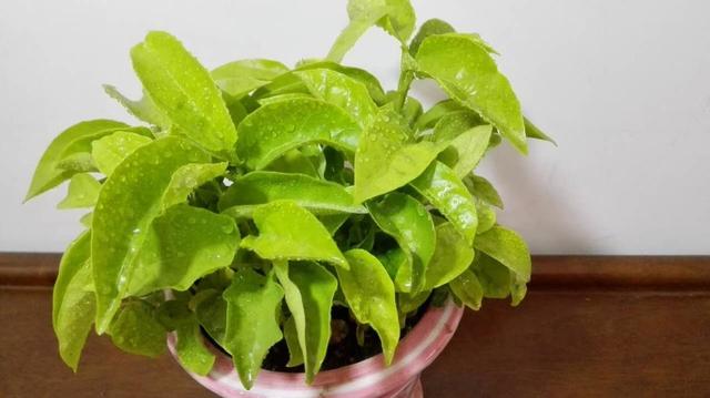 百香果是什么季节的水果,现在这个季节适合种百香果吗？