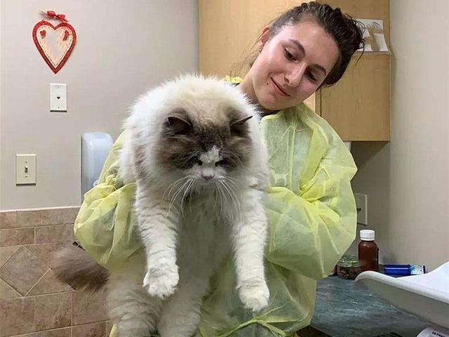 怎么确定猫认主人了 新闻:怎么确定猫认主人了新来家里三天 如何判断一只猫是对你真的有感情，还是只是为了混一口饭吃？