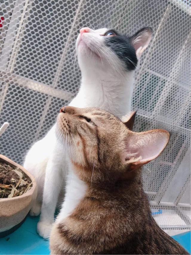不爽猫表情包:新养了一只小奶猫，大猫不高兴，怎么办？